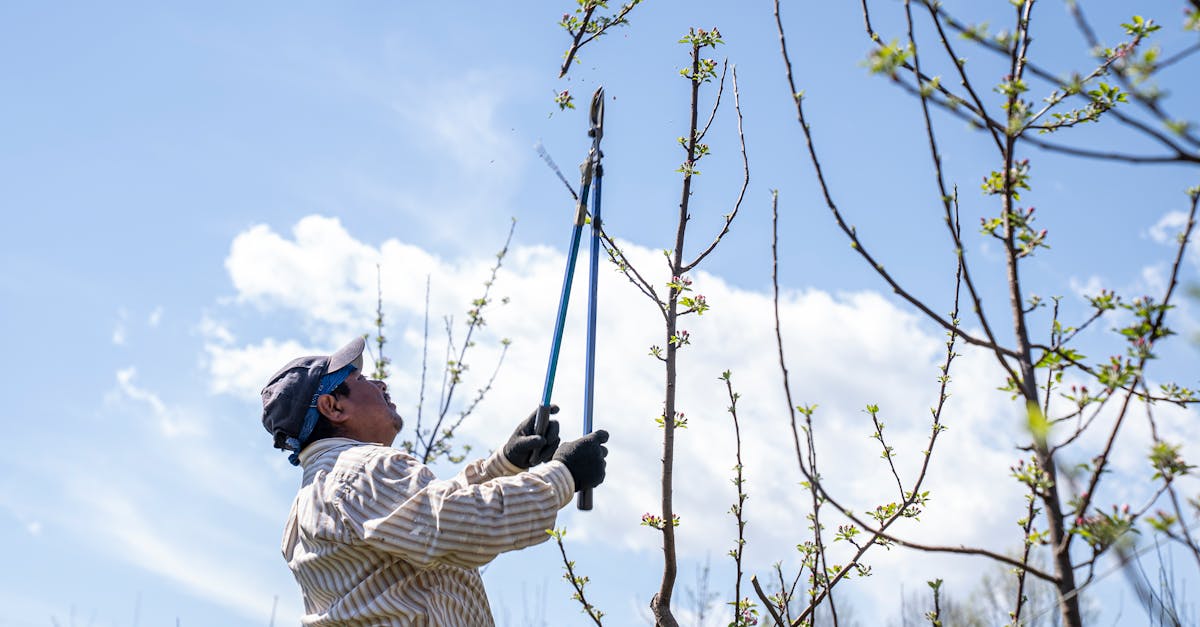 What are the five rules of pruning?